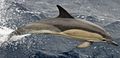 Дельфін звичайний біля берегів Ірландії