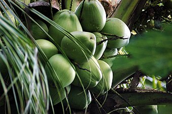 Kraon koko Cocos nucifera