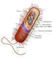 Prokaryotic bacteria cell