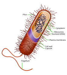 เซลล์โพรแคริโอตแสดงโครงสร้างและชิ้นส่วนต่าง ๆ