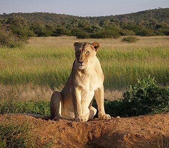 Dişi aslan (Panthera leo) (Üreten: Falense)