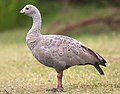 Kaangan - Gaangan (Cape Barren Goose)