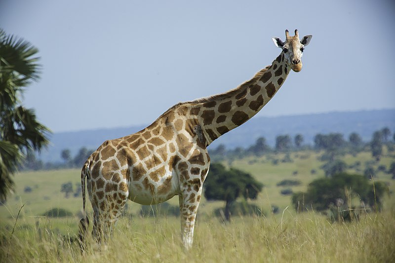 File:Rothschild's giraffe (Giraffa camelopardalis rothschildi) - Murchison Falls National Park.jpg