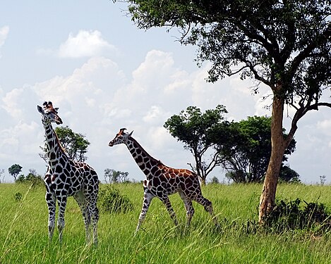 Two young giraffes in Murchison Falls National Park Photograph: Susanne Elsig-Lohmann