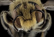Huvud av Megachile rubi.