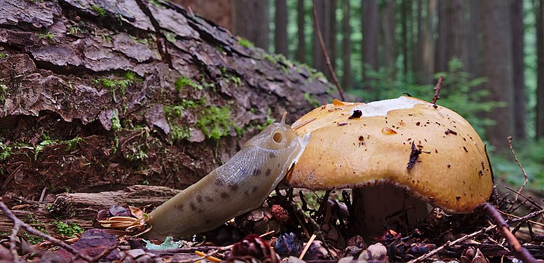 A slug eating a mushroom in the forest of Mount Seymour Provincial Park in British Columbia Photograph: Trougnouf
