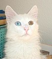 Một con mèo trắng bị loạn sắc tố mống mắt toàn bộ, mắt phải xanh lam và mắt trái màu vàng