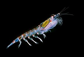 Ocean warming is changing the distribution of the keystone species Antarctic krill.[56][57]