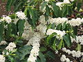 Coffee Flowers (Coffea arabica) in Plantation of Brazil