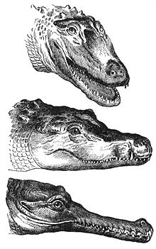 Crocodylidae-drawing.jpg