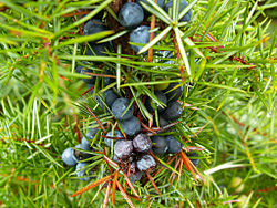 Juniperus communis, jeneverbessen