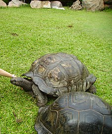 Seychellenreuzenschildpadden (Dipsochelys hololissa), op Cousine