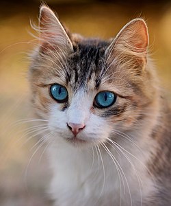 Mavi gözlü tekir. Göz rengi mavi olan bir kedinin diğerlerinden farkı; irisinde melanin yoktur. Göz yuvarlak şekle sahip olduğu için ışık, yuvarlak yüzeyden kırılıp mavi renge dönüşür.