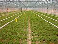 Jungpflanzen Anzucht in den Niederlanden