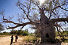 Baobab prison de Wyndham (Australie-Occidentale)