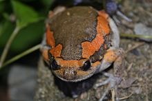 Asiatic Painted Frog (Kaloula pulchra) 花狹口蛙4.jpg