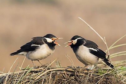 Asian pied starlings Gracupica contra India