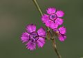 (Dianthus zonatus)