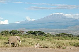 Słóń kòl Kilimanjaro