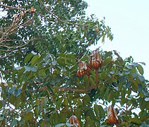Swietenia macrophylla