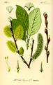 Ilustración do salgueiro cabuxo (Salix caprea).