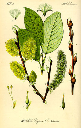 Woatre-wilge (Salix caprea)