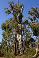 Old Eucalyptus marginata or Jarrah tree