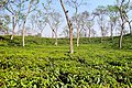 Tea Gardens in Sylhet, বাংলা: চা বাগান English: Tea garden