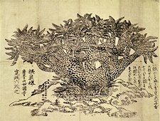 妙國寺蘇鉄之図。寛政6年（1796年）。