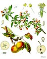 အပွင့်ပွင့်ခြင်း၊ အသီး၊ ပန်းသီးပင်၏ အရွက်များ (Malus pumila)