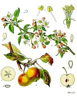 苹果树(Malus domestica)