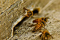 Apis cerana indica (Indian honey bee)