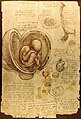 23. Leonardo da Vinci embriótanulmányai (toll- és vöröskréta-rajz, 1510–1513) (javítás)/(csere)