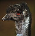 Weitj (Emu)