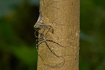 Aranha-de-duas-caudas do gênero Hersilia depois de capturar uma cigarra em Kadavoor, Querala, Índia. (definição 4 780 × 3 187)