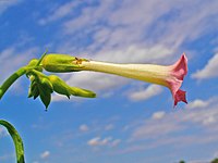 Regelmatige bloem, buisvormig vergroeid (gewone tabaksplant)