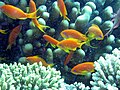 Fisk og korallrev i Rødehavet