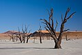 Kiszáradt fák Namíbiában