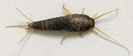 Обыкновенная чешуйница (Lepisma saccharina)