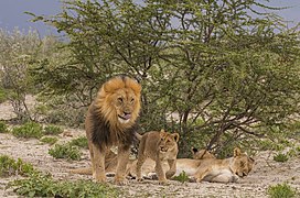 Liūtų praidas – patinas, patelės ir jauniklis