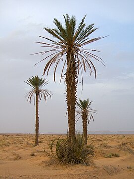 Daddelpalme ved Merzouga i Marokko