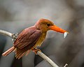 Halcyon coromanda, ruddy kingfisher