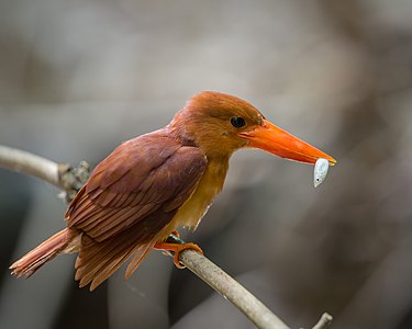 Halcyon coromanda (Ruddy Kingfisher)