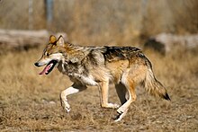 Photograph of a wolf running on a grassy plain with enclosing fence in background