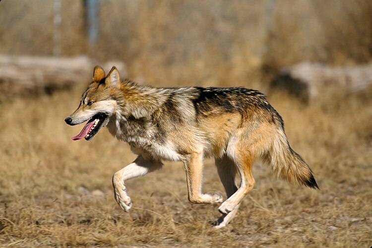 Мексиканский волк (Canis lupus baileyi)