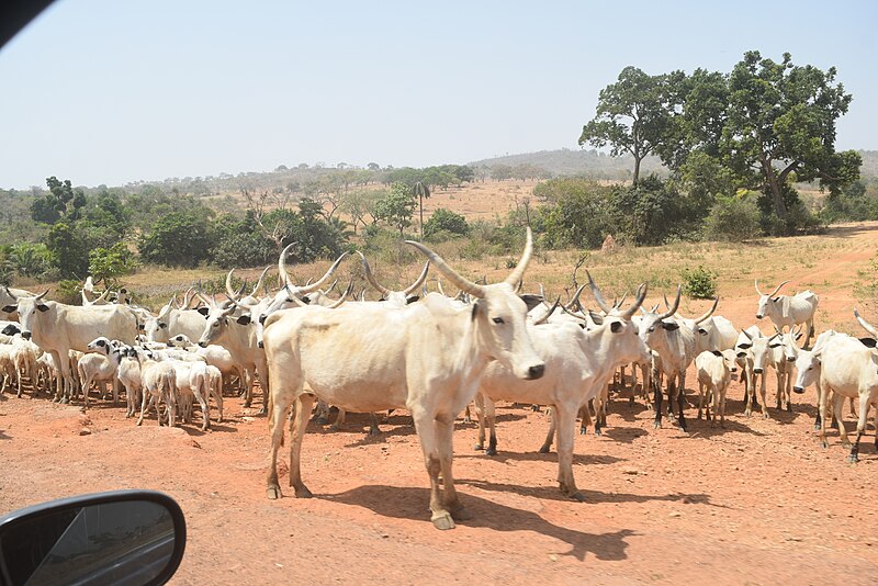 File:A grazing herd of cows.jpg