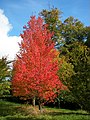 Tree in autumn