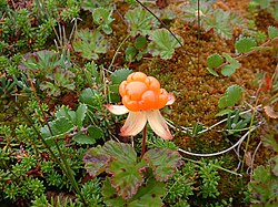 Марошка (Rubus chamaemorus)