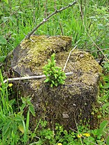 young spruce (picea) on stump