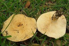 Faces superior e inferior do chapéu do cogumelo
